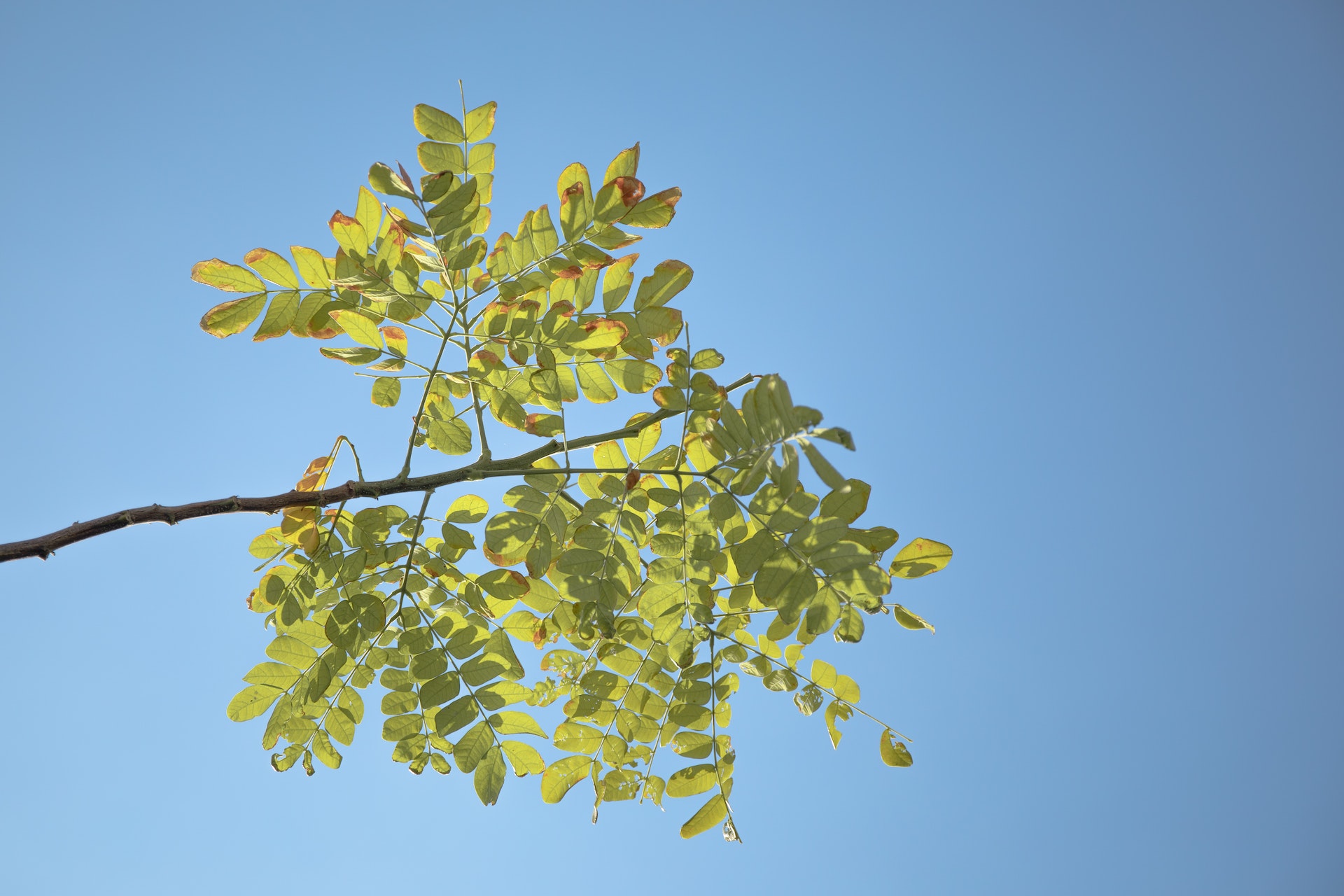 Dlaczego akacja srebrzysta (acacia dealbata) jest idealną rośliną do Twojego ogrodu?